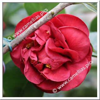 Camellia Japonica 'Mrs Charles Cobb'
