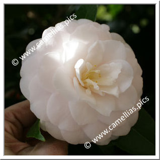 Camellia Japonica 'Mrs K. Sawada'