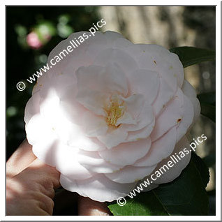 Camellia Japonica 'Mrs K. Sawada'