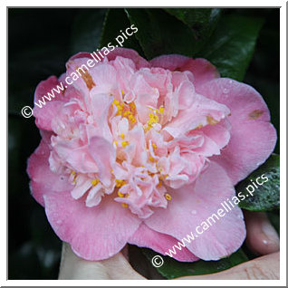 Camellia Japonica 'Mrs Lyman Clarke'