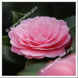 Camellia Japonica 'Mrs Tingley'