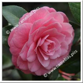 Camellia Japonica 'Mrs Tingley'