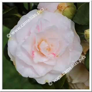 Camellia Japonica 'Mrs R.L Wheeler'