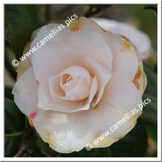 Camellia Japonica 'Mrs R.L Wheeler'