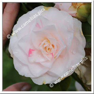 Camellia Japonica 'Mrs R.L Wheeler'