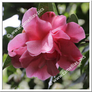 Camellia Reticulata 'Mudan Cha'