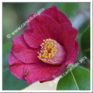 Camellia Japonica 'Murasaki-no-ue'