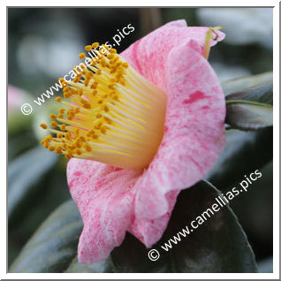 Camellia Camellia Japonica de Higo 'Musha-gaeshi'