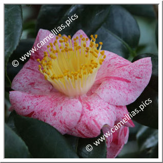 Camellia Higo Camellias 'Musha-gaeshi'
