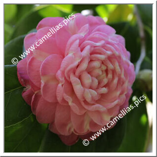 Camellia Japonica 'Myrtifolia (Australia)'