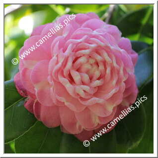 Camellia Japonica 'Myrtifolia (Australia)'