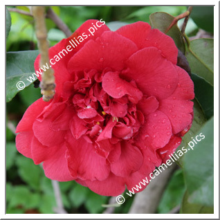 Camellia Japonica 'Nadia'