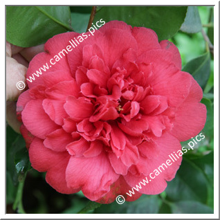 Camellia Japonica 'Nadia'