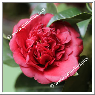 Camellia Japonica 'Nadia'