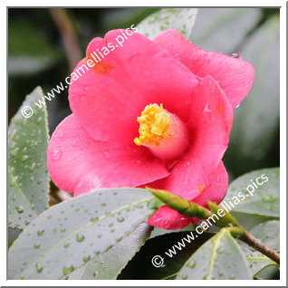 Camellia Japonica 'Nagatsuka'
