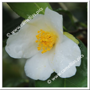 Camellia Japonica 'Nagoriyuki'