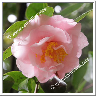 Camellia Japonica 'Nakayama'