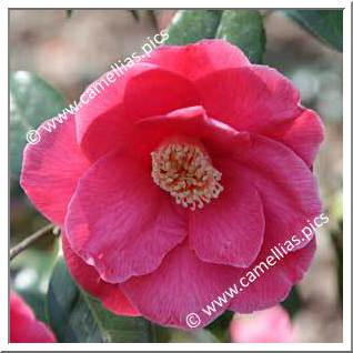 Camellia Japonica 'Les Namnètes'