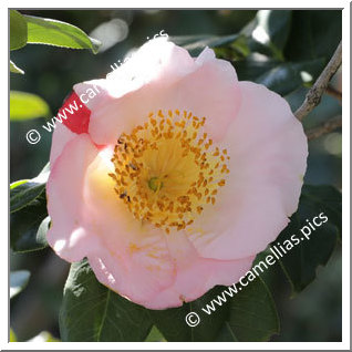 Camellia Camellia Japonica de Higo 'Nanakomachi'