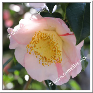 Camellia Camellia Japonica de Higo 'Nanakomachi'
