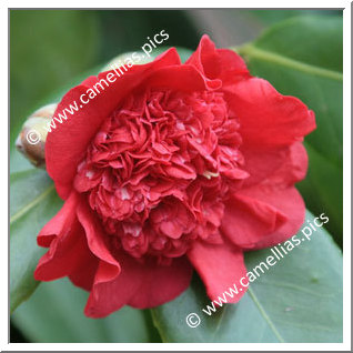 Camellia Japonica 'Nanbankô'