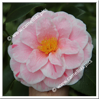 Camellia Japonica 'Nancy Bird '