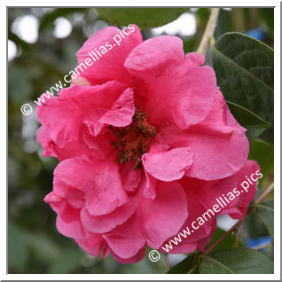 Camellia Reticulata 'Nancy Reagan'