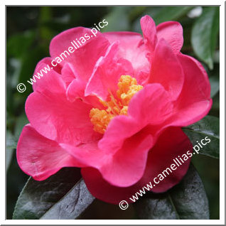 Camellia Reticulata 'Nancy Reagan'