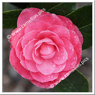 Camellia Japonica 'Nannetensis'