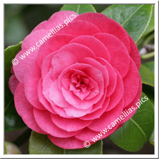 Camellia Japonica 'Nannetensis'