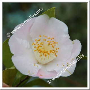 Camellia Hybrid 'Nanpû'