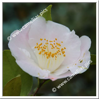 Camellia Hybrid 'Nanpû'