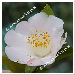 Camellia Hybrid 'Nanpû'