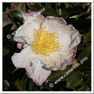 Camellia Sasanqua 'Narumigata'