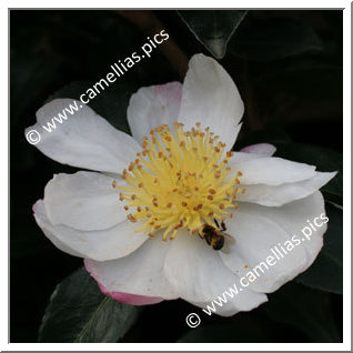 Camellia Sasanqua 'Narumigata'