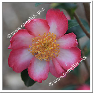 Camellia Sasanqua 'Navajo'