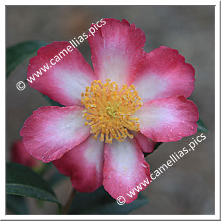 Camellia Sasanqua 'Navajo'