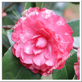 Camellia Japonica 'Nazionale Benucci'