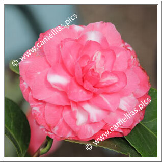 Camellia Japonica 'Nazionale Benucci'