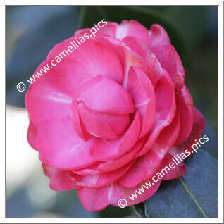 Camellia Japonica 'Nazzari'