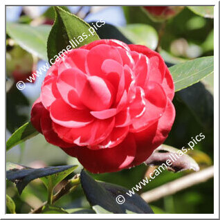 Camellia Japonica 'Nazzari'