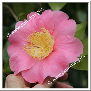 Camellia Hybrid C.x williamsii 'New Venture'