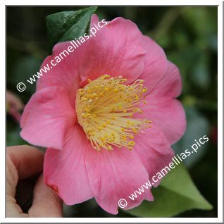 Camellia Hybride C.x williamsii 'New Venture'