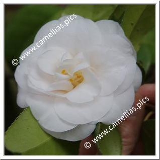Camellia Japonica 'Nicoletta Manusardi'