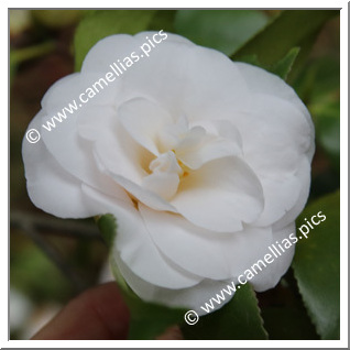 Camellia Japonica 'Nicoletta Manusardi'