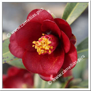 Camellia Hybrid 'Night Rider'