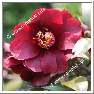 Camellia Hybrid 'Night Rider'