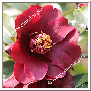 Camellia Hybrid 'Night Rider'