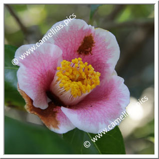 Camellia Japonica 'Nihon-no-homare'