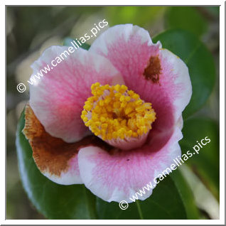 Camellia Japonica 'Nihon-no-homare'